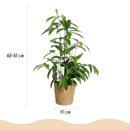 Drachenbaum Dracaena surculosa – Zwei kräftige Pflanzen im dekorativen Korb – 17cm – Höhe 60-70cm – Pflegeleichter Drachenbaum für Innenräume