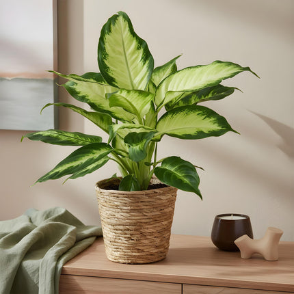 Dieffenbachia Camilla – 45-50cm – 17cm inkl. Naturkorb – Pflegeleichte bunte Zimmerpflanze – Grün – creme gemustertes Blattwerk