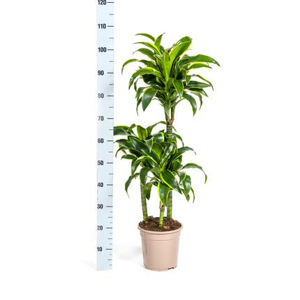 Dracaena Deremensis Dorado inkl. Naturkorb – Höhe 100-120cm – Ø21cm – Pflegeleichte Zimmerpflanze mit glänzenden Blättern