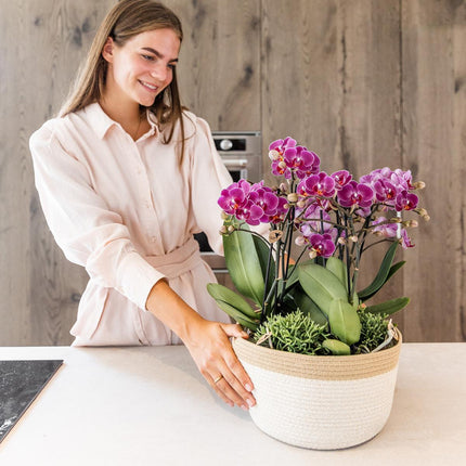 Lila Pflanzenset im Baumwollkorb – 3 Orchideen Morelia & 3 Grünpflanzen Rhipsalis – Ø9cm – Mit autarkem Wassertank & Dochtsystem
