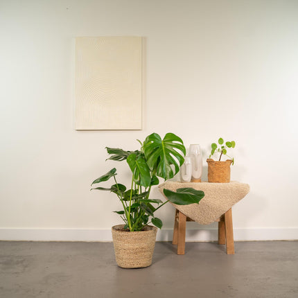 Monstera Deliciosa – ↕80cm – Ø21cm inkl. Naturkorb – Zimmerpflanze mit großen Fensterblättern – Luftreinigende Tropenpflanze im Naturkorb