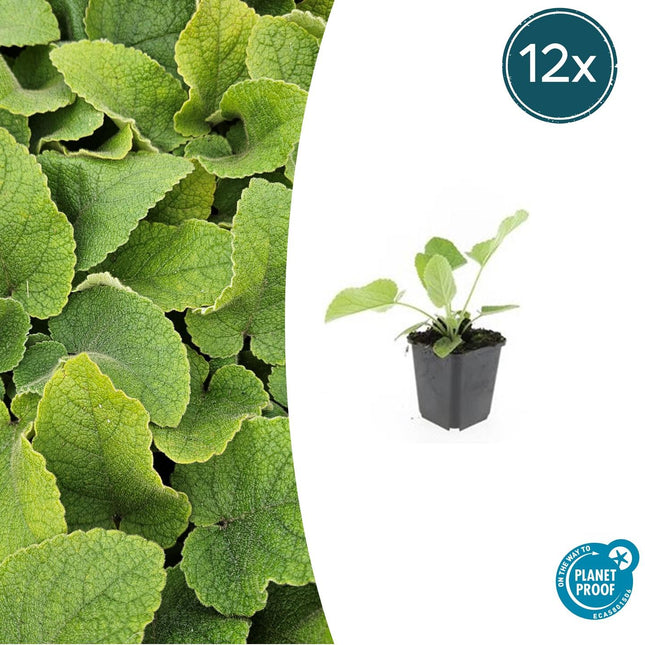 Russel – Brandkraut Phlomis russeliana – ↕10-25cm – Ø9cm – 12 Pflanzen – Winterhart & Pflegeleicht – Staude für Bienen & Schmetterlinge