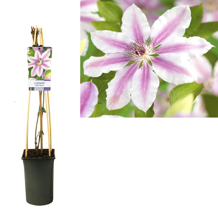 Waldrebe Clematis 'Nelly Moser' – Kletterpflanze mit zweifarbigen rosa Blüten & purpurrotem Mittelstreifen – mehrjährig & winterhart bis -20°C – Ideal für Garten, Pergola & Rankhilfe – Light-Label