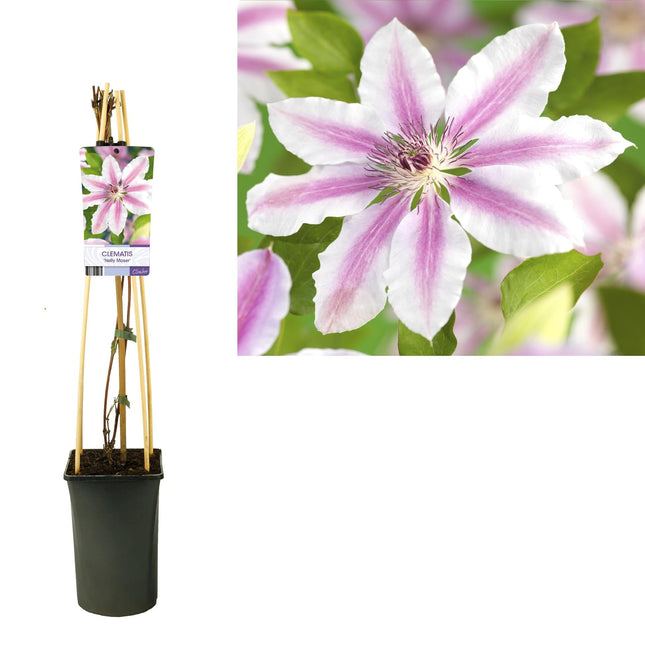 Waldrebe Clematis 'Nelly Moser' – Kletterpflanze mit zweifarbigen rosa Blüten & purpurrotem Mittelstreifen – mehrjährig & winterhart bis -20°C – Ideal für Garten, Pergola & Rankhilfe – Light-Label