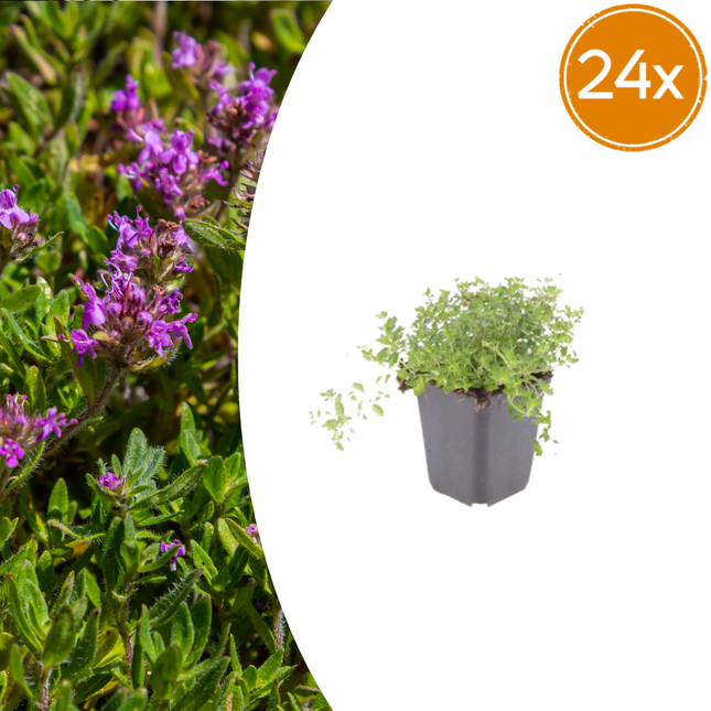 Thymus serpyllum Set – 24 Pflanzen Ø9cm – Duftender Sand Thymian Bodendecker – Winterhart trockenheitsresistent niedrig wachsend
