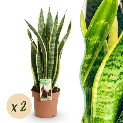 Sansevieria Laurentii – 2 robuste Zimmerpflanzen – 60-70cm – 17cm – Grün – Gelb – Pflegeleicht & luftreinigend