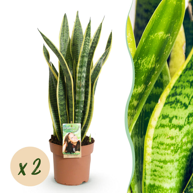 Sansevieria Laurentii – 2 robuste Zimmerpflanzen – 60-70cm – 17cm – Grün – Gelb – Pflegeleicht & luftreinigend