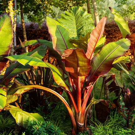 Bananenpflanze Ensete ventricosum Maurelli – 6 Pflanzen – Winterhart – Tropische Gartenbanane – Ø12cm Höhe 30cm – Für Beet & Terrasse