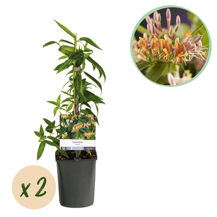 Geißblatt Lonicera henryi – 2 Pflanzen – Rosa Blüte – Schnellwachsende, duftende Kletterpflanze – Pflegeleicht & winterhart