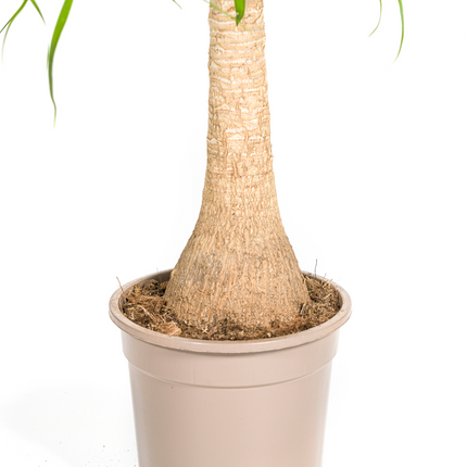 Beaucarnea Recurvata inkl. Naturkorb – Höhe 60-80cm – Ø21cm – Elefantenfuß Zimmerpflanze mit markantem Stamm