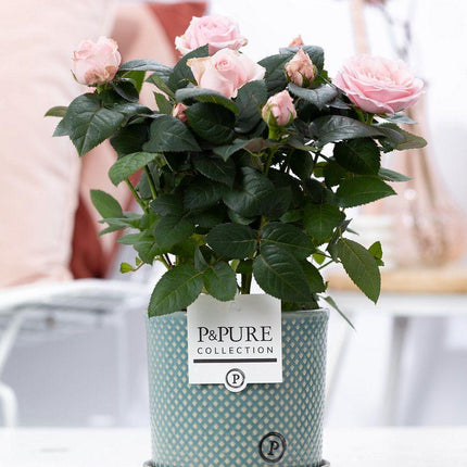 Rose Light Pink im Keramiktopf – Ø12cm ↕30cm – Hellrosa Rose im stilvollen Blumentopf – Romantische Zimmerpflanze & Geschenkidee