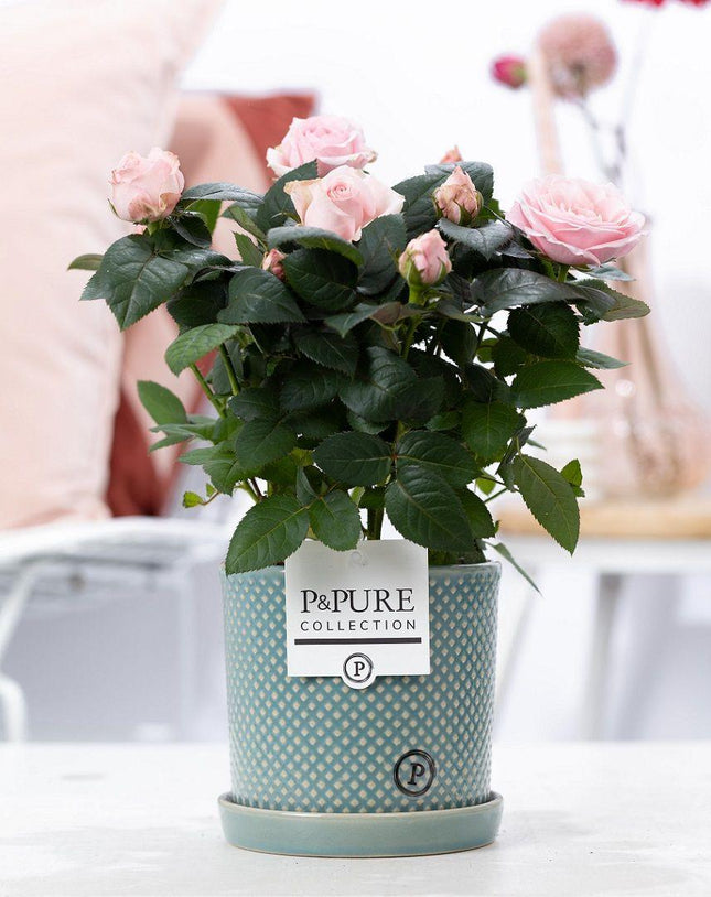 Rose Light Pink im Keramiktopf – Ø12cm ↕30cm – Hellrosa Rose im stilvollen Blumentopf – Romantische Zimmerpflanze & Geschenkidee