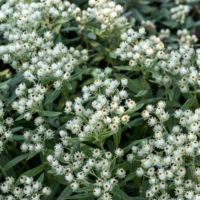 Perlkörbchen Anaphalis triplinervis – 48 Pflanzen – Silberlaub Staude für sonnige Beete & Steingarten – Insektenfreundlich & trockenheitsverträglich