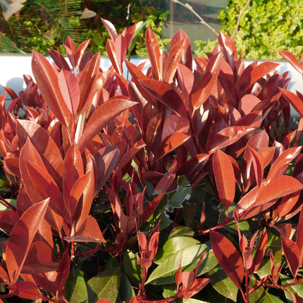 Glanzmispel Photinia fraseri Little Red Robin – 19cm Höhe ca.90cm – Immergrün & winterhart – Grün-rotes Laub – Ziergehölz