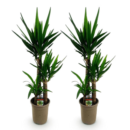 Palmlilie Yucca Elephantipes – 2 Pflanzen – 100cm – 21cm – Pflegeleichte Palmlilien mit langen, schmalen Blättern – Robustes Zimmerpflanzen