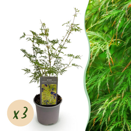 Acer palmatum Emerald Lace – 3 Pflanzen – 12cm – Höhe ca. 35cm – Filigraner Japanischer Ahorn mit grünem Spitzenlaub & lilafarbener Herbstfärbung
