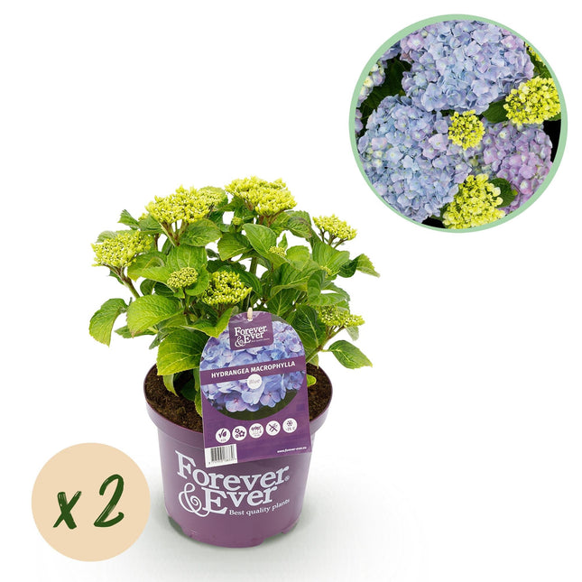 Hortensie Forever & Ever – Blau – 2 Pflanzen – Hydrangea macrophylla – Je im 23cm Topf – Ca. 55cm hoch – 7-12 Blüten – Für Balkon, Terrasse & Beet