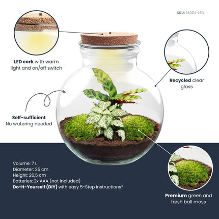 Flaschengarten Teddy mit LED – Korken – Ø25cm ↕26,5cm – DIY Pflanzenterrarium mit Calathea & Fittonia – Selbstversorgendes Mini – Ökosystem im Glas