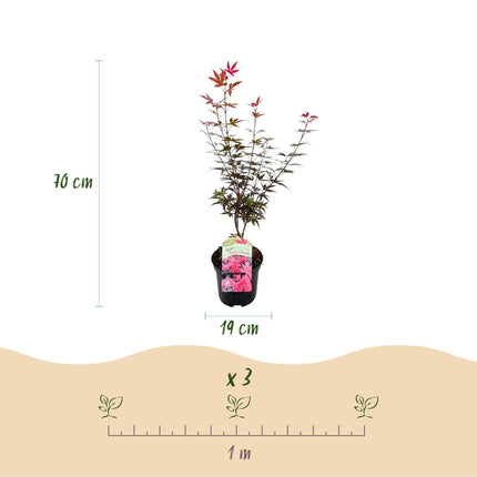 Japanischer Ahorn Acer palmatum 'Skeeter’s Broom' – Lila – Balkon- & Gartenpflanze – Ø19 cm – Ca. 70 cm hoch – Kompakter Zierahorn mit eindrucksvollem Farbspiel
