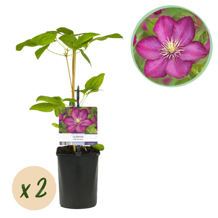 Kletterpflanze Clematis Ville de Lyon – Rosa Blüten – 2 Pflanzen – 11 cm x H40 cm – Winterhart & Pflegeleicht – Ideal für Garten, Balkon & Pergolen