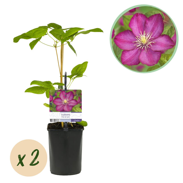 Kletterpflanze Clematis Ville de Lyon – Rosa Blüten – 2 Pflanzen – 11 cm x H40 cm – Winterhart & Pflegeleicht – Ideal für Garten, Balkon & Pergolen