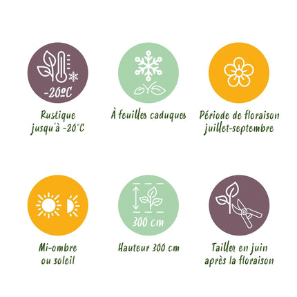 Kletterpflanze Clematis Mikelite – Lila-weiße Blüten – Wenig Pflege – 2 Pflanzen – 11 cm Höhe 40 cm – Für Garten, Terrasse & Pergolen