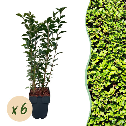 Ovalblättriger Liguster Ligustrum ovalifolium – Immergrün – Heckenpflanze – Blatt Grün – 6 Pflanzen – 1 m laufend – Pflegeleicht – 17cm Höhe 55cm