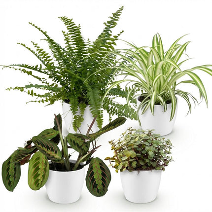 Zimmerpflanzen Mix Set – Chlorophytum Maranta Calissia Nephrolepsis – 4er Set im weißen Topf Ø12cm Höhe25cm – Haustierfreundliche Grünpflanzen