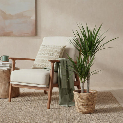 Dracaena Marginata – Drachenbaum – 21cm – Höhe 90-100cm – Pflegeleichte grün – rote Zimmerpflanze für moderne Wohnräume und Bürobereiche