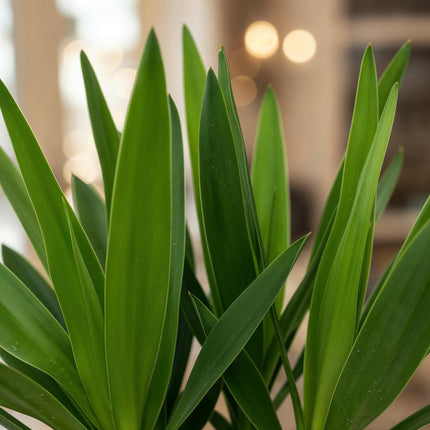Palmlilie Yucca Elephantipes – 2 Pflanzen – 55cm – 14cm – Pflegeleichte Palmlilien mit schmalen grünen Blättern – Robustes Zimmerpflanzen