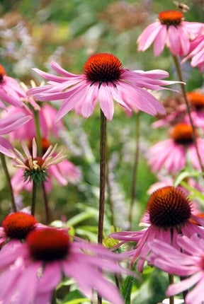 Rotblühender Scheinsonnenhut Echinacea purpurea 'Magnus' – ↕10-25cm – Ø9cm – 6 Pflanzen – Purpur – Sonnenhut – Bienenfreundlich – Für Sonne & Beete