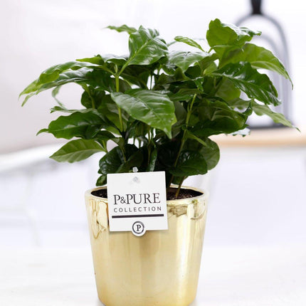 Coffea Arabica in Keramiktopf Gold – Ø12cm ↕20cm – Zimmerpflanze mit glänzenden Blättern – Elegante Pflanze im luxuriösen goldenen Blumentopf – Stilvolle Deko für Zuhause & Büro