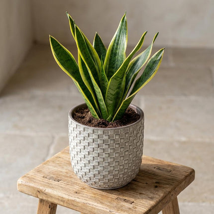 Pflanztopf Relief hellgrau D13,5cm – Blumentopf mit geometrischem Quadratmuster – strukturierte Oberfläche mit Innenrand-Kontrast – moderner Dekotopf für Zimmerpflanzen & Kräuter