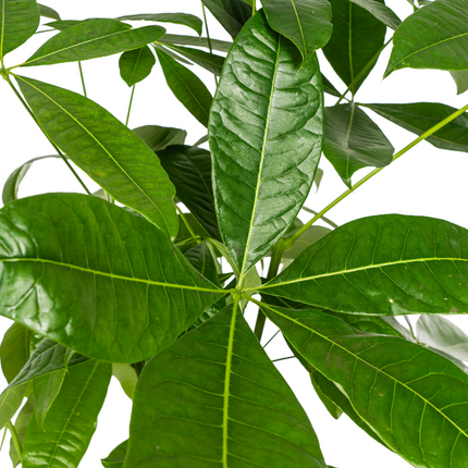 Glückskastanie Pachira Aquatica – Zimmerpflanze – Ø24cm – 120-140cm hoch – Geflochtener Stamm – Exotisch & pflegeleicht