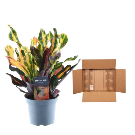 Wunderstrauch – Codiaeum variegatum 'Mammi' – Zimmerpflanze – ca. 30cm hoch – Ø12cm – Farbiges Laub – Pflegeleicht