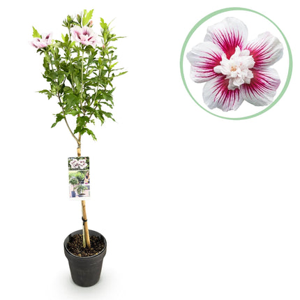 Hibiscus syriacus Starburst Chiffon – Blühende Stamm-Pflanze mit cremeweißen Blüten – Laubabwerfend & pflegeleicht – Ø19 cm – Höhe ca. 90 cm – Für Terrasse & Balkon