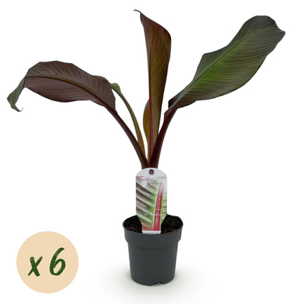 Bananenpflanze Ensete ventricosum Maurelli – 6 Pflanzen – Winterhart – Tropische Gartenbanane – Ø12cm Höhe 30cm – Für Beet & Terrasse