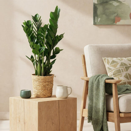 Zamioculcas – ZZ – Pflanze 65-75cm – 17cm – Pflegeleichte dunkelgrüne Zimmerpflanze – Robuste Grünpflanze für Wohnzimmer, Büro & Schlafzimmer