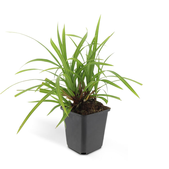 Carex morrowii 'Irish Green' – 24 Pflanzen – ↕10-25cm – Ø9cm – Immergrüner Bodendecker – Pflegeleicht & Vielseitig – Schattentauglich
