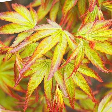 Ahorn Acer palmatum Little Princess – Grün – Laubabwerfend – Wenig Pflege – 12cm Höhe 35cm