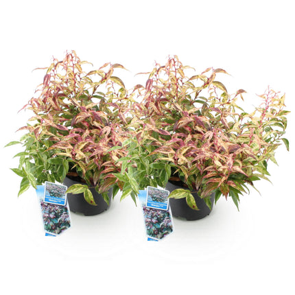 Traubenheide Leucothoe Makijaz – 2 Pflanzen 17cm Höhe ca.45cm – Immergrün & farbintensiv – Braun – grünes Laub – Pflegeleichter Zierstrauch