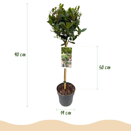 Laurus nobilis Stamm-Pflanze – Immergrüner Lorbeerbaum – Pflegeleicht – Ø19 cm – Höhe ca. 90 cm – Mediterranes Flair für Terrasse & Balkon