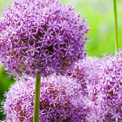 Allium 'Globemaster' – Zierlauch Blumenzwiebeln – 5 Blumenzwiebeln – Extra große violette Blütenbälle – Winterharte Staude für Beet, Rabatte & Schnitt – XXL-Zwiebeln