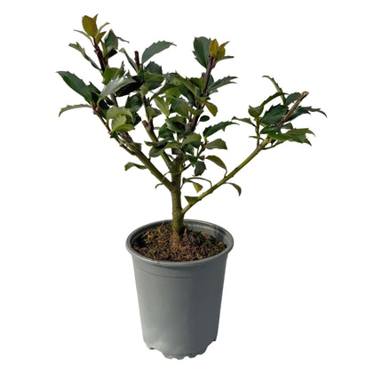 Stechpalme – Ilex meserveae Blue Maid – Heckenpflanze – Blatt grün – 8 Pflanzen – 1 laufender Meter – immergrün – 9cm Höhe 25-30cm