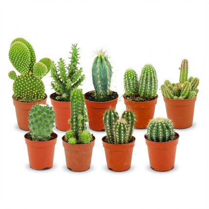 Mini Kaktus Set – 9 Kakteen – Ø5,5cm – Höhe 5-10cm – Pflegeleichte Zimmerpflanzen – Kleine Kakteen für Fensterbank Büro & Wohnraum