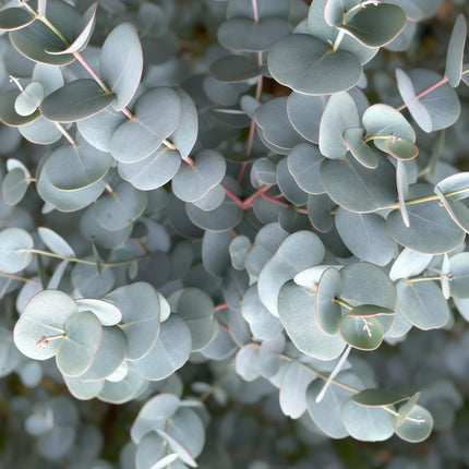 Eukalyptus Eucalyptus gunnii Azura – 19cm – Höhe ca. 90cm – Immergrüne winterharte Terrassenpflanze mit graugrünen duftenden Blättern
