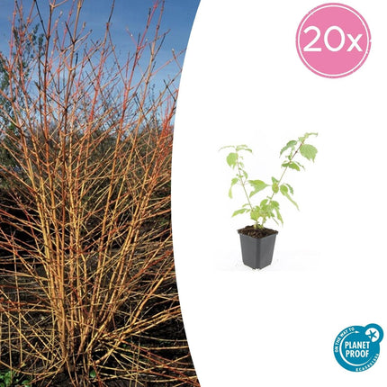 Roter Hartriegel Cornus sanguinea 'Anny's Winter Orange' – ↕10-25cm – Ø9cm – 20 Pflanzen – Winterstrauch – Farbige Zweige – Vogelfreundlich – Pflegeleicht