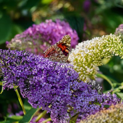 Schmetterlingsstrauch Buddleja davidii Tricolour – Blüten Rosa, Weiß & Lila – Bienen – & Schmetterlingsfreundlich – 17cm x H30cm – pflegeleicht