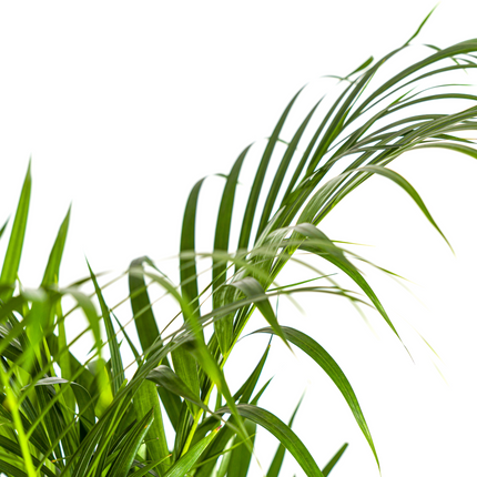 Dypsis Areca Lutescens inkl. Naturkorb – Höhe 100-120cm – Ø21cm – Goldpalme mit leuchtend grünen Blättern – Luftreinigende Zimmerpflanze