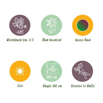 Bananenpflanze Musa sikkimensis Red Tiger – 4 Pflanzen – Ø12 cm – Höhe ca. 30 cm – Exotische Zimmer- & Terrassenpflanze